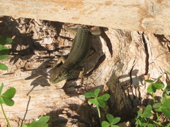 Phoenicolacerta troodica