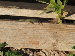 Phoenicolacerta troodica