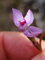 Thelymitra pulchella