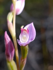 Thelymitra pulchella