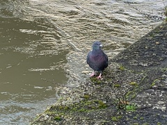 Columba livia domestica
