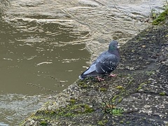 Columba livia domestica