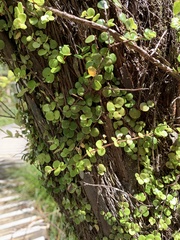 Metrosideros perforata