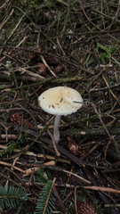 Stropharia ambigua