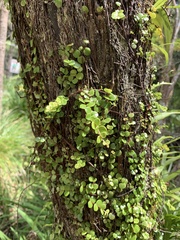 Metrosideros perforata
