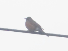 Turdus migratorius