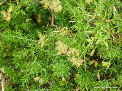 Genista hispanica