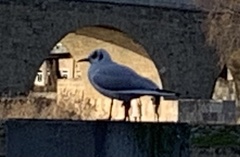 Chroicocephalus ridibundus