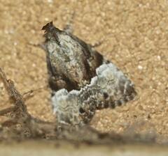 Alophosoma emmelopis