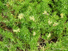 Genista hispanica