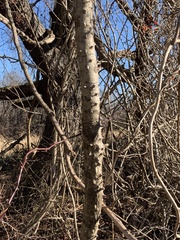 Kalopanax septemlobus