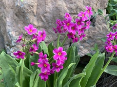 Primula parryi
