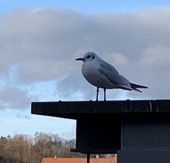 Chroicocephalus ridibundus