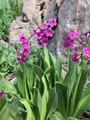 Primula parryi