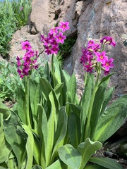 Primula parryi