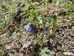 Mertensia longiflora