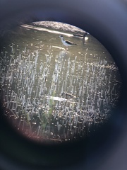 Limnodromus scolopaceus