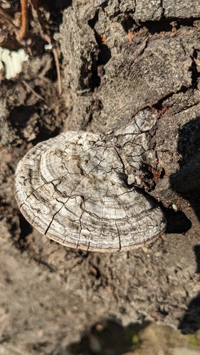 Ganoderma applanatum