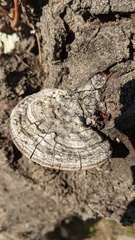Ganoderma applanatum
