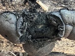 Daldinia childiae