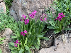 Primula parryi
