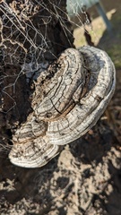 Ganoderma applanatum