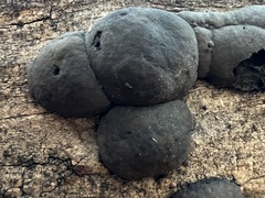 Daldinia childiae