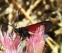Zygaena lonicerae