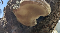 Ganoderma applanatum