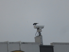 Corvus brachyrhynchos