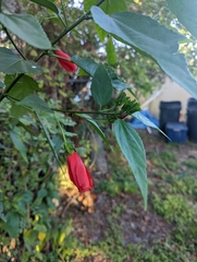 Malvaviscus arboreus