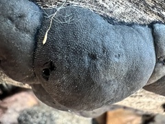 Daldinia childiae