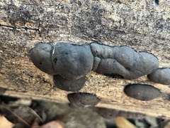 Daldinia childiae
