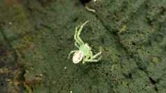 Diaea