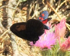 Zygaena lonicerae
