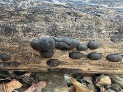 Daldinia childiae