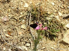 Zygaena lonicerae