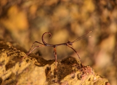 Cladomorphus trimariensis