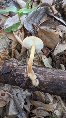 Flammulina velutipes