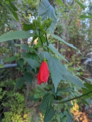 Malvaviscus arboreus