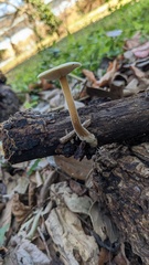 Flammulina velutipes