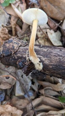 Flammulina velutipes