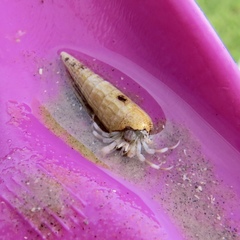 Isocheles wurdemanni