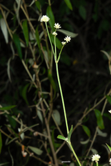 Pfaffia glomerata