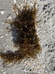 Sargassum fluitans