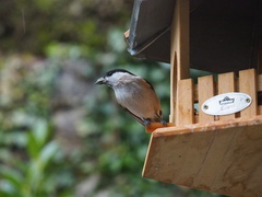 Poecile palustris palustris