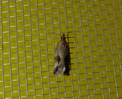 Endothenia quadrimaculana