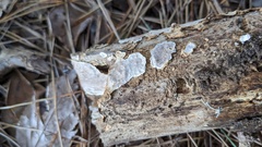 Heterochaete delicata