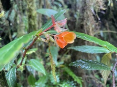 Begonia silverstonei