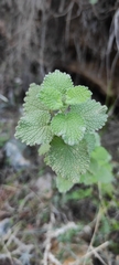 Marrubieae